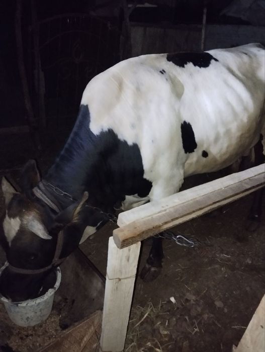 Buqqa sotiladi sog'lom va baquvat