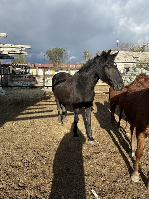 Бие жылқы баз қора қымыз хана саумал 9 жыл жұмысап тұр