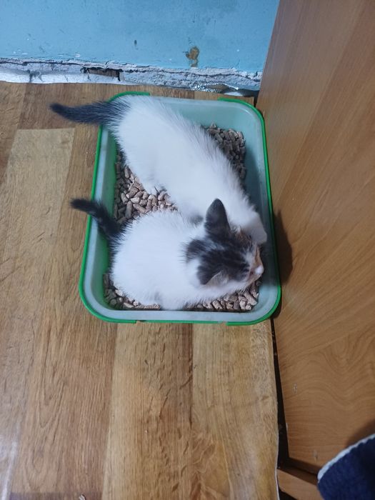 Котята ищут хозяев