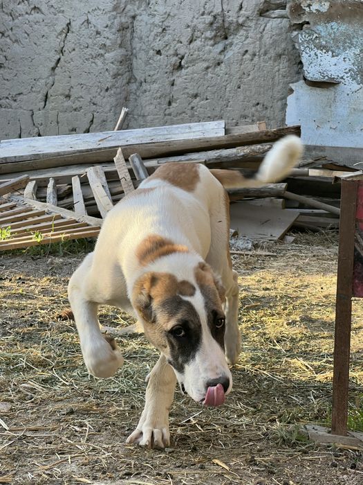 Alabay sotiladi.