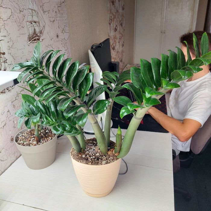 Замиакулькус Зензи