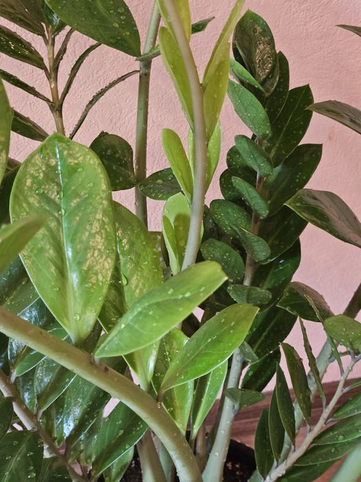 Продам домашнее растение Замиокулькас для дома и офиса