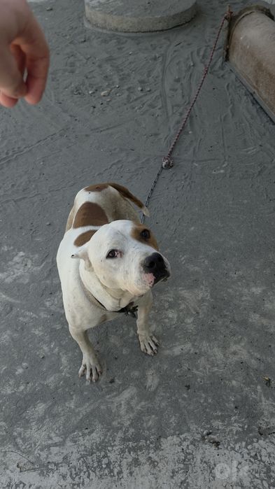Pitbull 1.5 yosh