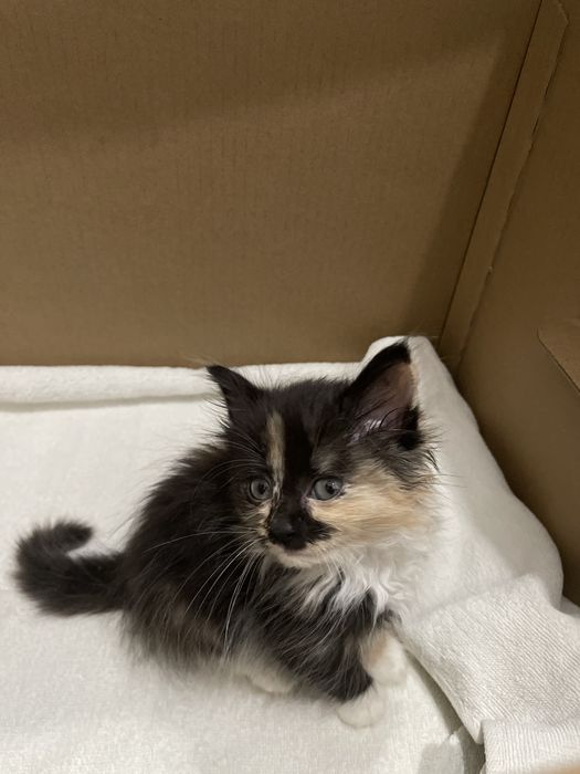 Отдам бесплатно ласкового котенка в добрые руки