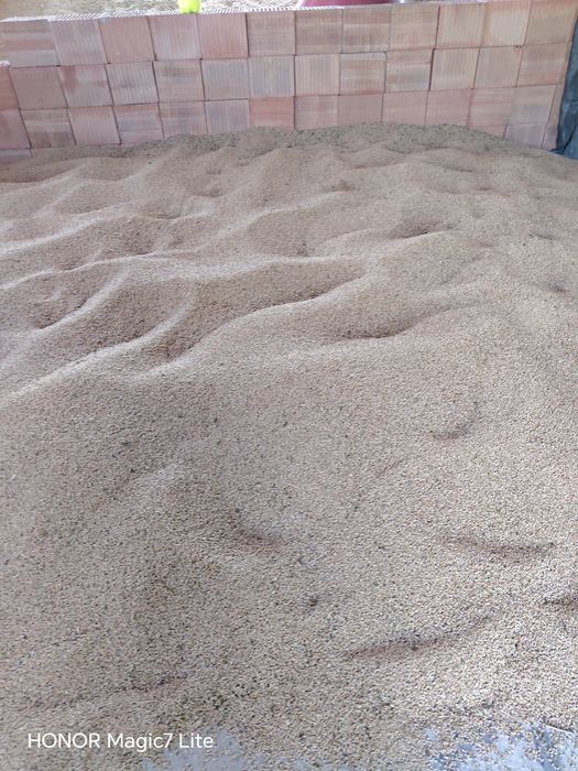 Vind griu și triticale