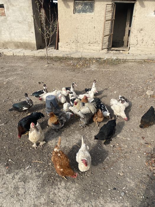 Продам курей шипуны 2000