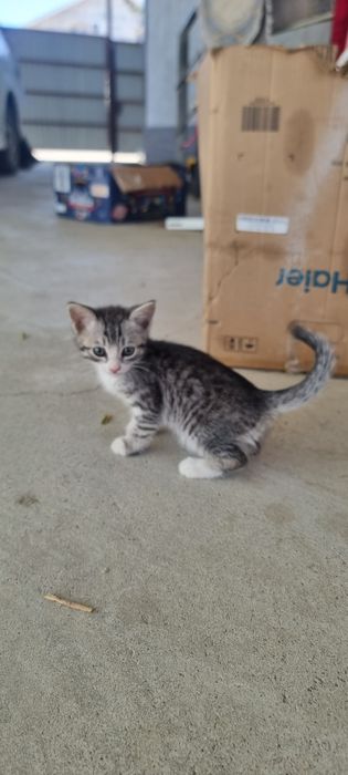 Котёнок. малчик .еркек мысық