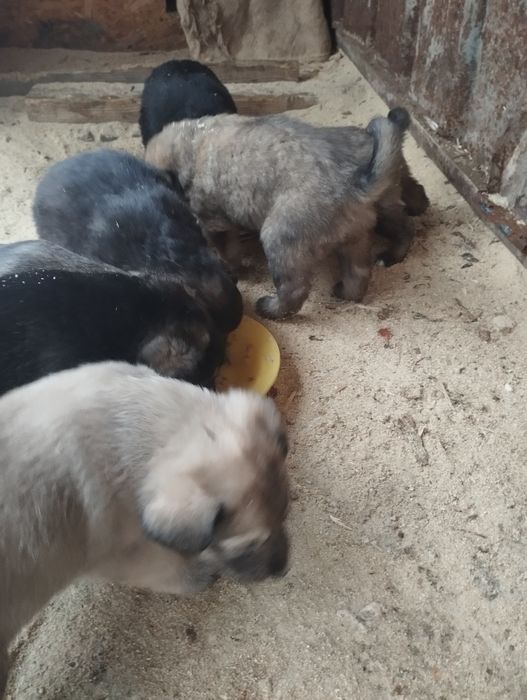 Щенки .22декабря месяц .