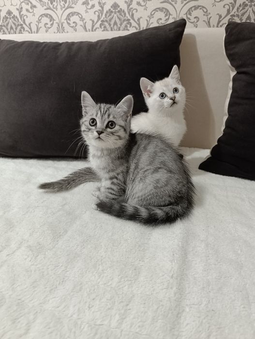 Продам котят британцы
