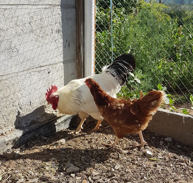 Продам на племя.