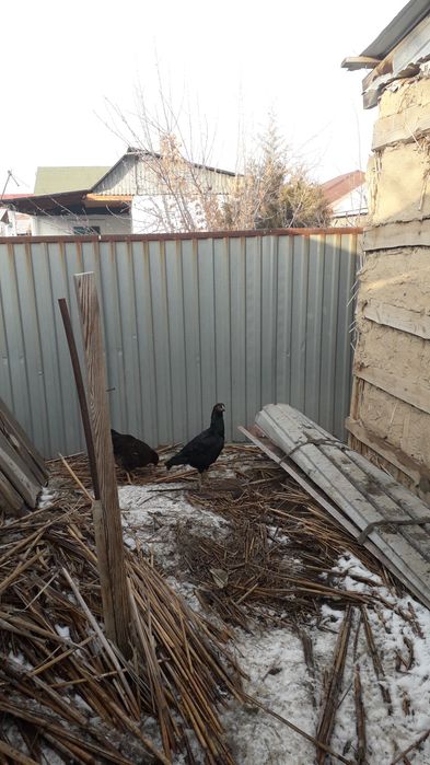 Дакан екі қоразы бір шіби.