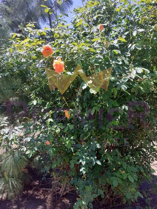 Парцел в Варна, област-с.Долище площ 1440 цена 44000