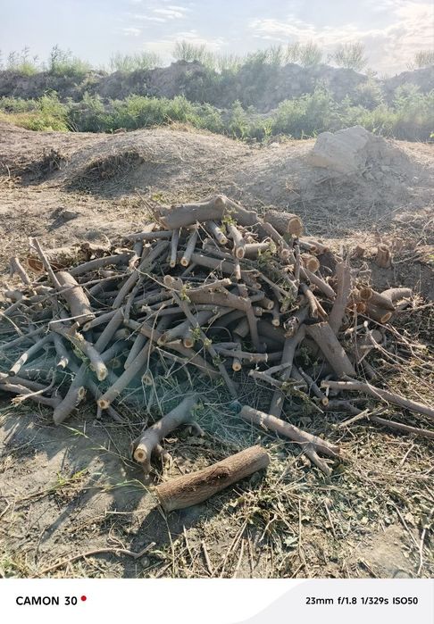 shoxa va kundachalar sotiladi chiroyli qilib kesilgan yoqish uchun vvv