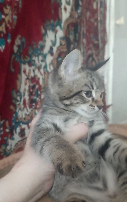 Котята в заботливые руки