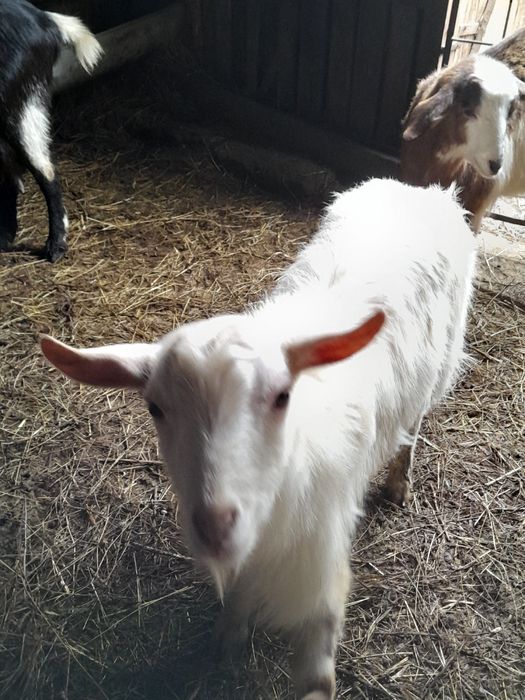 Продавам 10 месечни ярета