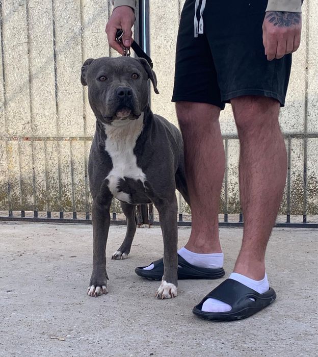 Femela amstaff blue