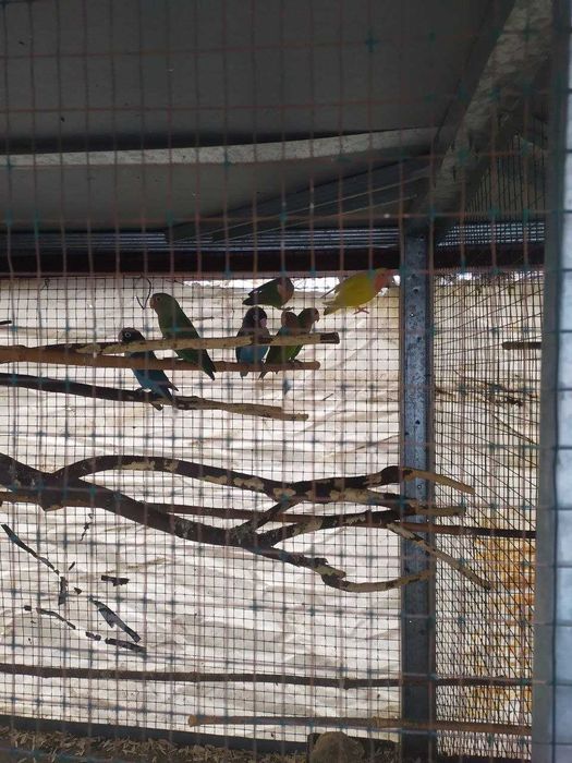 Неразлучные - попугаи жёлтый синий