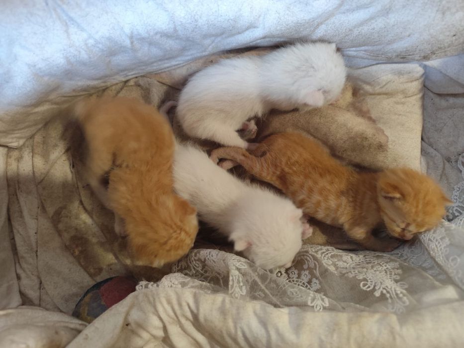 Отдам котят в добрые руки