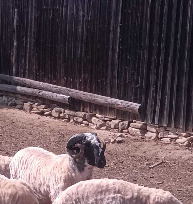 Berbec breaz vârstă 1 an