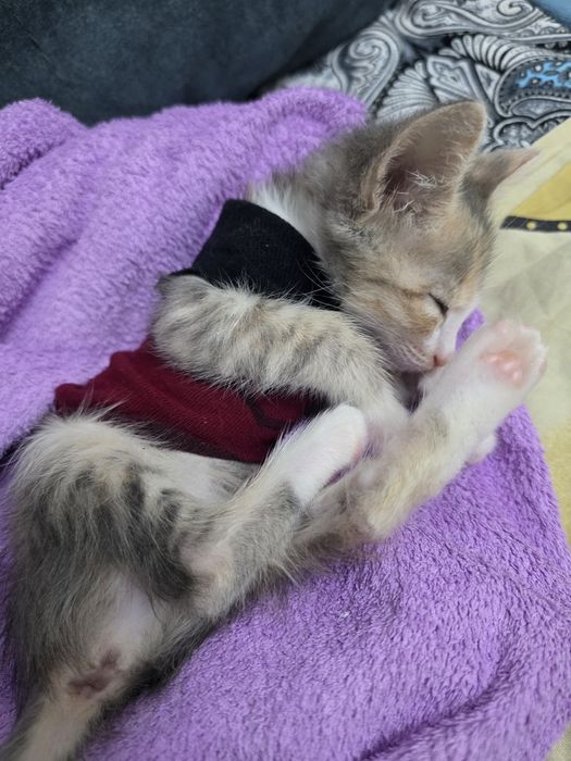 Катёног 1,5мес девочка