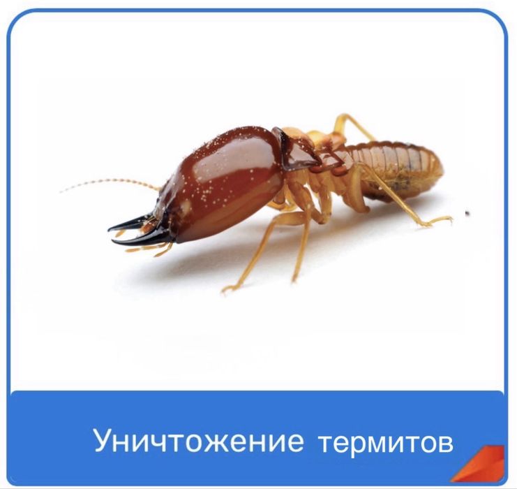 Термиты, клопы, тараканы с гарантией