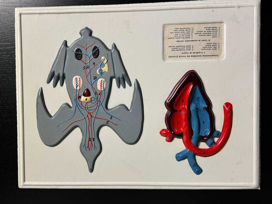 Соц Учебни Табла Помагала по Биология