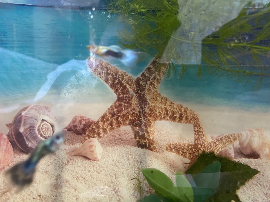 Два самца гуппи молодые за 900 тг