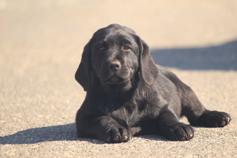 pui labrador calitate deosebita