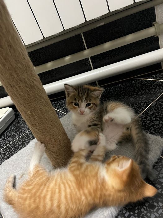 Отдам котят в добрые руки