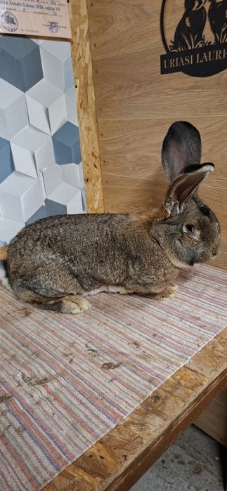 Mascul urias german gri