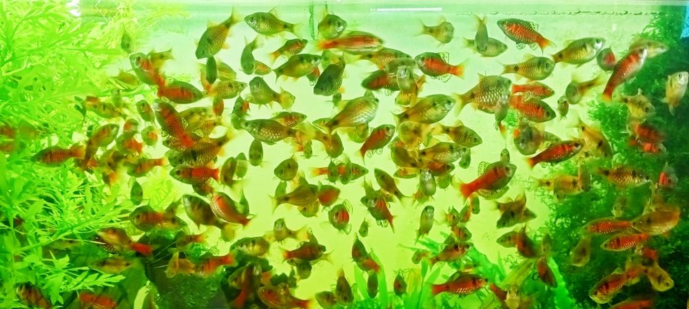 Рыбки алые барбусы 400