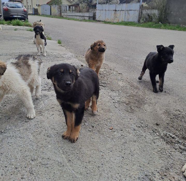 Donatie Caini talie Mare