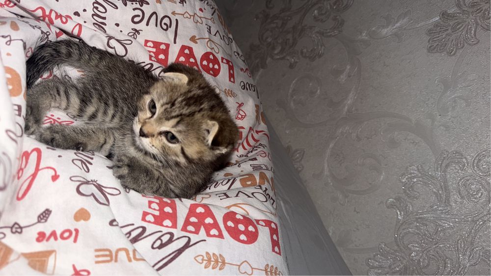котик Шотладский вислоухий