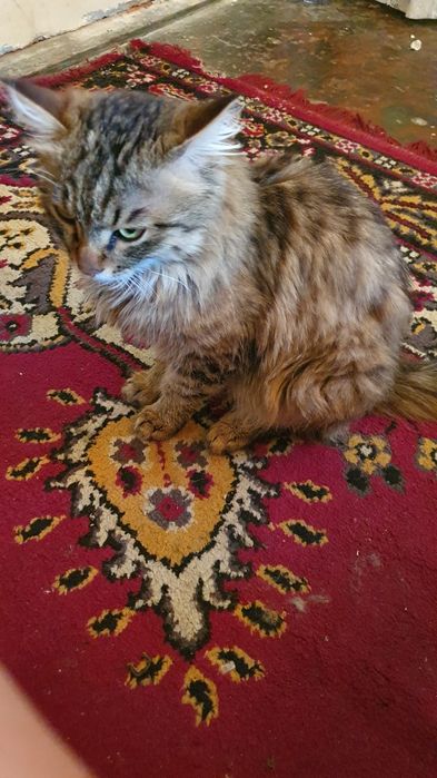 Mushuk judayam chiroyli zoti Sebiriskiy