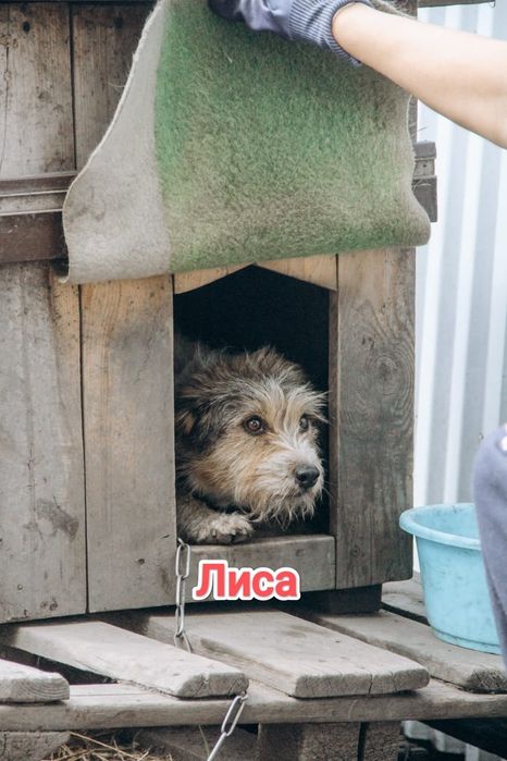 Дарю в добрые и ответственные руки