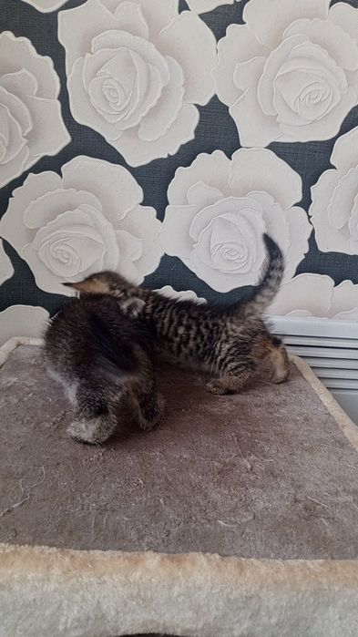 Продаются МАНЧКИН Коротколапые Девочки! Дёшево!