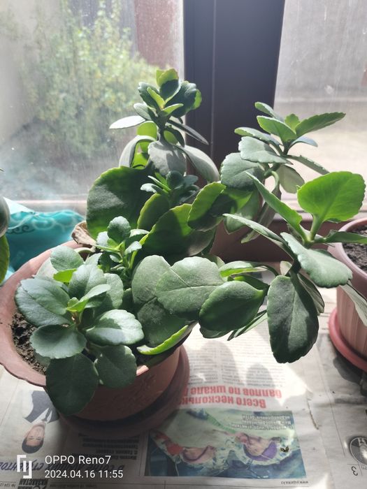 Цветы разны алое