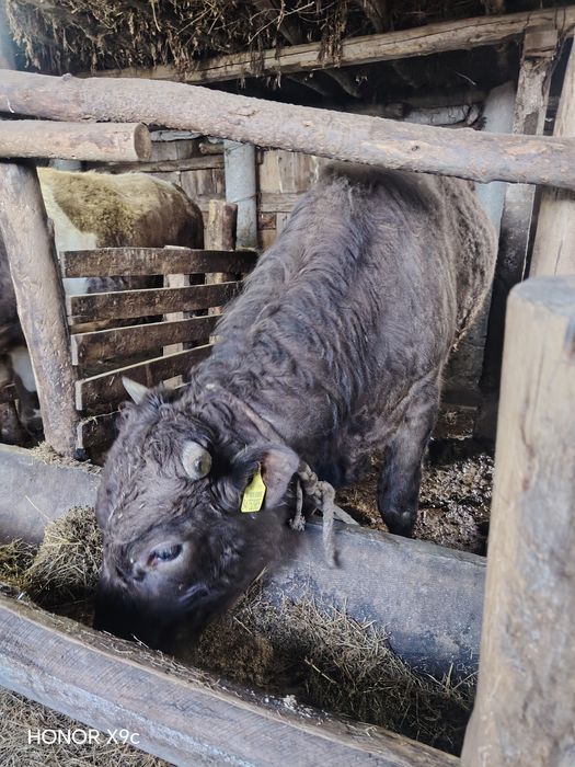 Продам бык с откорма