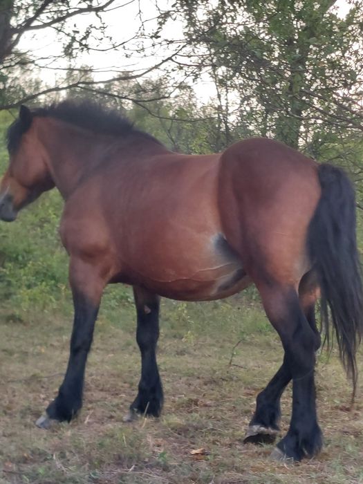 Vând iapa de patru ani cu manza