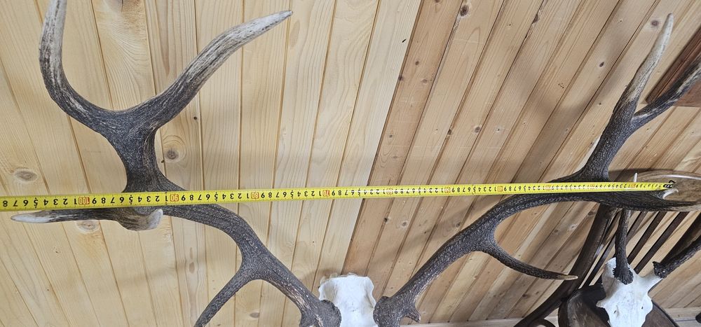 Рога и трофей от  елен и съръндак