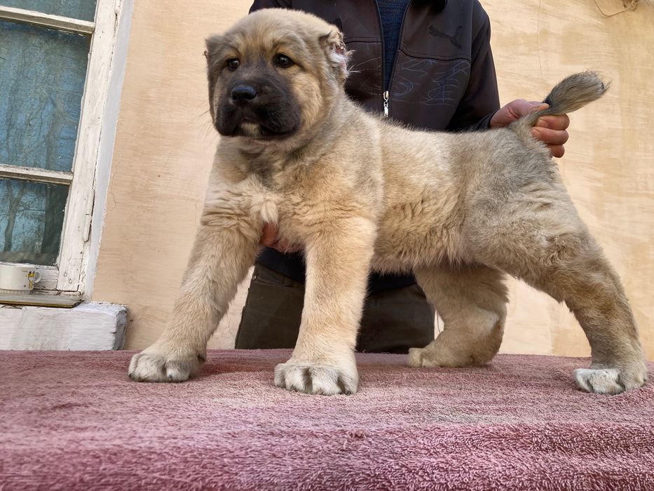 Щенок Турецкого Кангала ( девока )