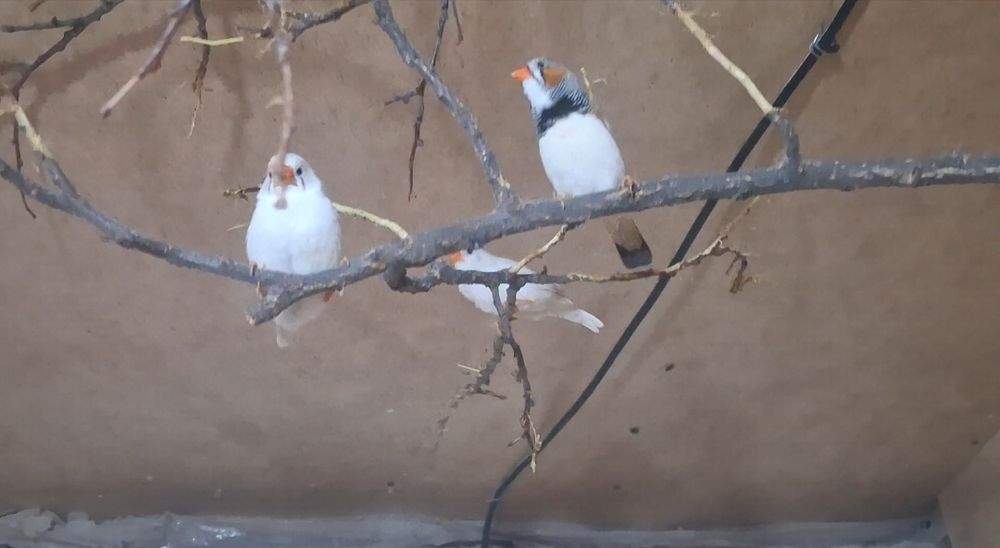 Амадиндер сатылады.