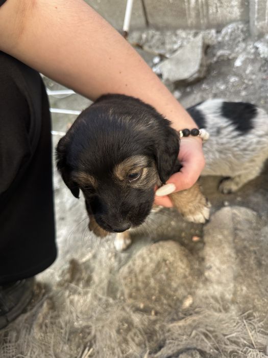 Продавам кученце