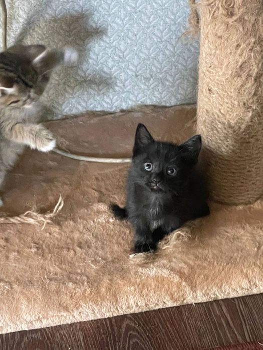 Продам котят от кошки Шотланкаской породы.