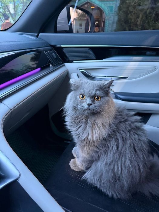 Продается кот либо отдам в очень добрые руки бесплатно