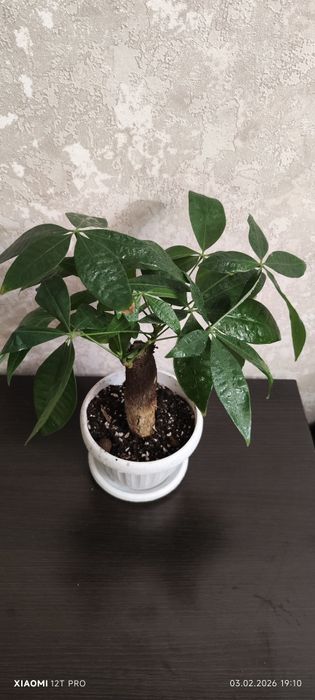 Пахира баобаб продам