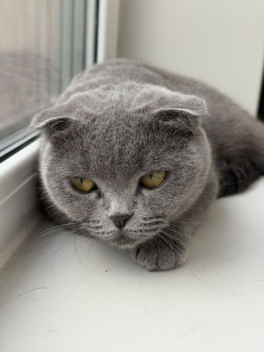 Шотландска клепоуха котка търси любящ дом
