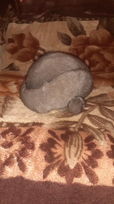 Продам шапки норковые