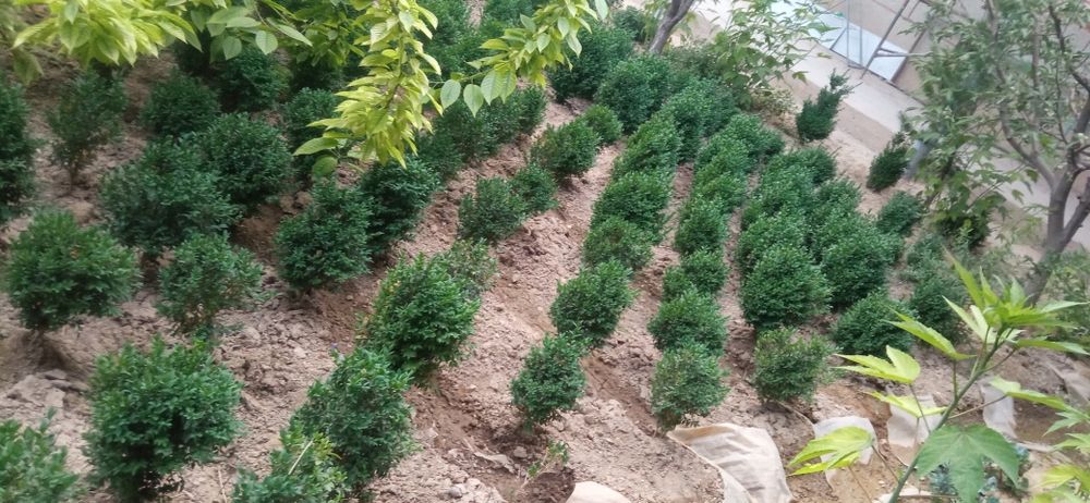 Shamshod koʻchat sotiladi