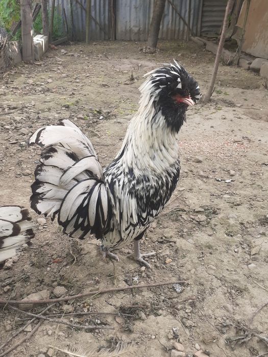 Vând per.de găinușe